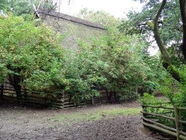 Sambucus nigra (Schwarzer Holunder) in Verwendung