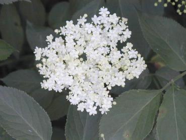 Schwarzer Holunder - aromatisch duftende Blüten