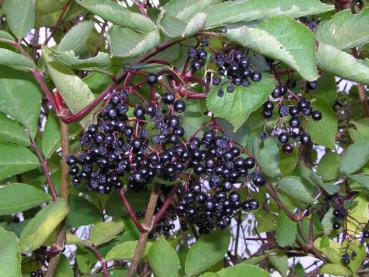 Bekannte Holunderbeeren an Sambucus nigra