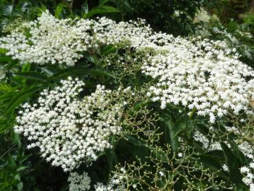 Sambucus nigra: weiße Blüte im Frühsommer