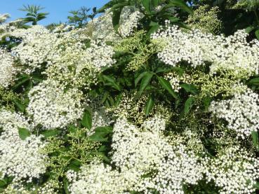 Die Blütenfülle des Sambucus nigra im Juni