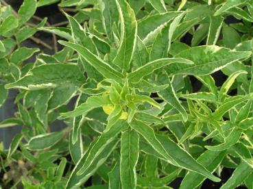 Sambucus nigra Albovariegata - Weiß/Gelbbunter Holunder