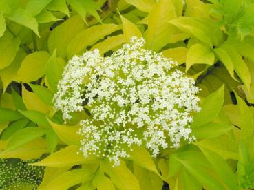 Goldholunder - Sambucus nigra Aurea