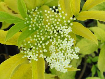 Sambucus nigra Aurea - weiße, leicht duftende Blütenn