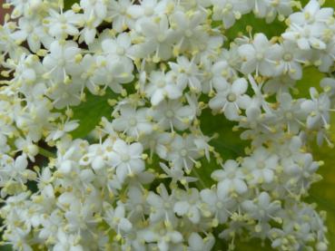 Goldholunder - Nahaufnahme der kleinen, weißen Blüten