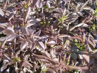 Sambucus nigra Black Beauty® - Rödbladig fläder