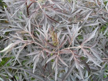 Rotblättriger Holunder Black Lace® - Sambucus nigra Black Lace®