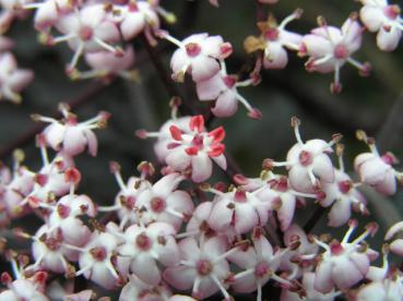 Rotblättriger Schlitz-Holunder® - Nahaufnahme der rosa Blüten