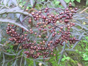 Rotblättriger Schlitz-Holunder® - unrefie Beeren