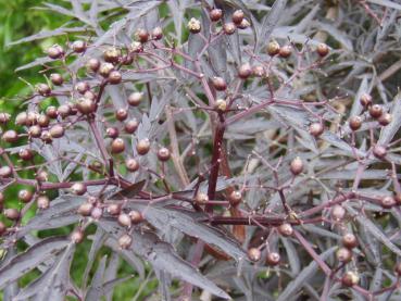 Fruchtansatz bei Sambucus nigra Black Lace