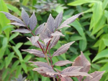 Sambucus nigra Guincho Purple - Blutholunder Guincho Purple