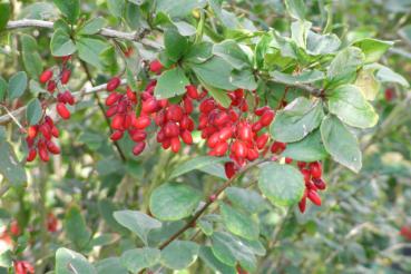 Gemeine Berberitze, Sauerdorn - Berberis vulgaris