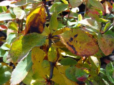 Beginnende Herbstfärbung bei der Taigabeere