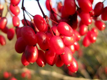 Reife, essbare Beeren der Berberis vulgaris