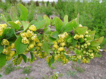 Gelbe Blüten und grüne, leicht bedornte Blätter - Gemeine Beberitze (Berberis vulgaris)