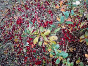 Zahlreiche essbare rote Früchte im November - die Berberitze