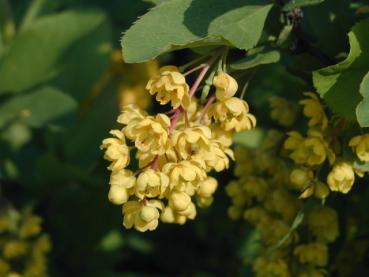 Gelbe Blüten des Sauerdorns