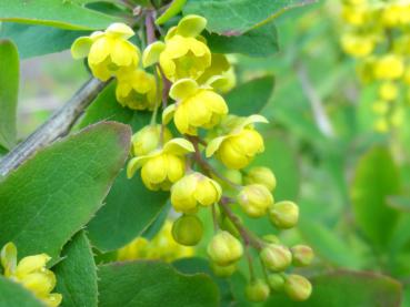 Gemeine Berberitze in Blüte