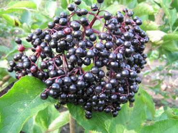 Großfrüchtiger Holunder Korsor - Sambucus nigra Korsor (Ertragssorte)