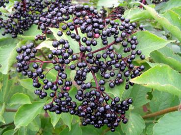 Frucht der robusten Holundersorte Korsor