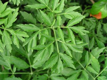 Geschlitztblättriger Holunder - Sambucus nigra Laciniata