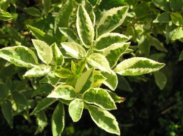 Sambucus nigra Madonna