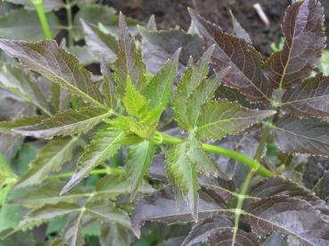 Rotblättriger Holunder - Sambucus nigra Purpurea