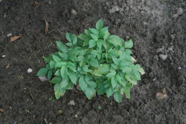 Sambucus nigra Pygmea