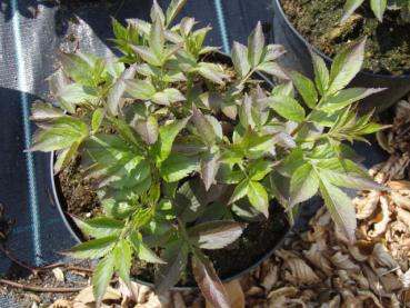 Sambucus nigra Thundercloud - Duftholunder Thundercloud