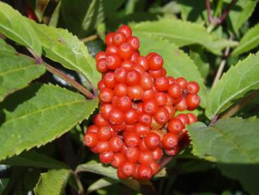 Sambucus racemosa - Roter Traubenholunder