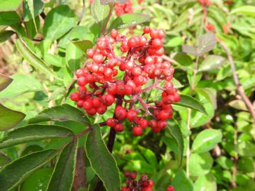 Die roten Früchte des Sambucus racemosa können gekocht verzehrt werden.