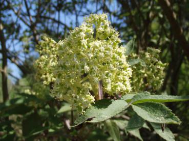 Weiße Blüten des Roten Traubenholunders