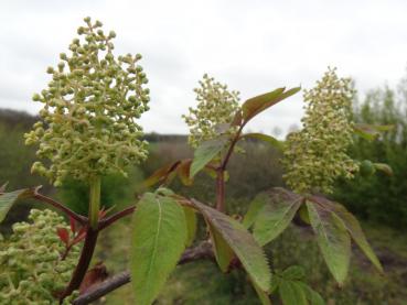 Knospen des roten Traubenholunders