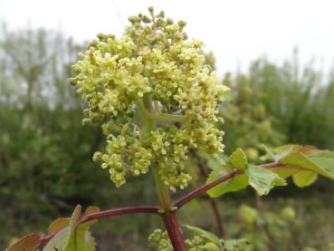 Blüte von Sambucus racemosa