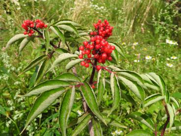 Roter Fruchtstand des Sambucus racemosa