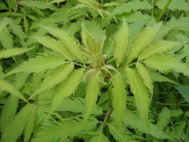 Sambucus racemosa Plumosa Aurea - Farnblättriger Goldholunder