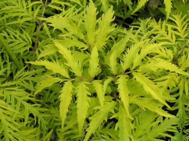 Sambucus racemosa Sutherland Gold