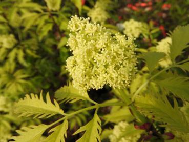 Sambucus racemosa Sutherland Gold