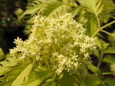 Sambucus racemosa Sutherland Gold