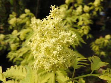 Sambucus racemosa Sutherland Gold