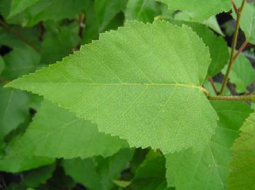 Kopparbjörk - Betula albosinensis