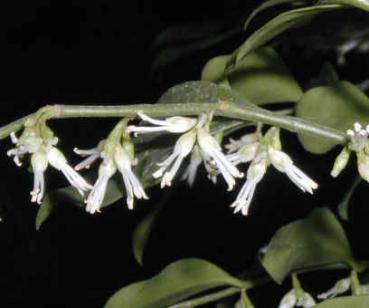 Sarcococca humilis - Schattenblume