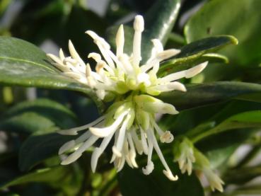 Stark duftende Blüte von Sarcococca humilis