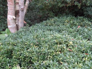 Flächige Bepflanzung mit Sarcococca humilis