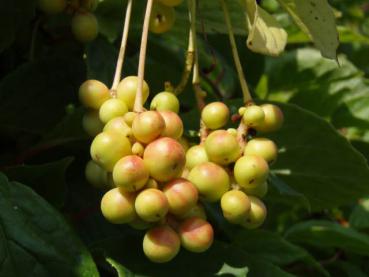 Chin. Spaltkölbchen, Fünf-Geschmacks-Frucht - Schisandra chinensis