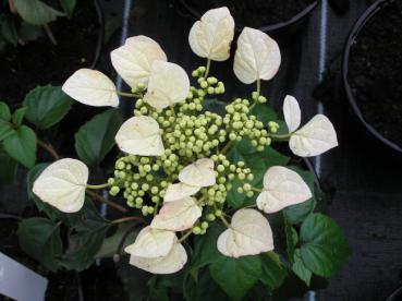 Schizophragma hydrangeoides - Spalthortensie