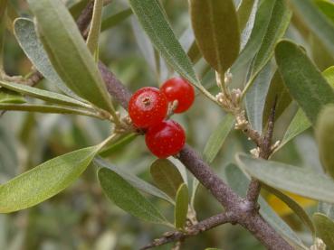 Büffelbeere - Shepherdia argentea