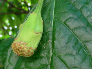 Sinocalycanthus sinensis