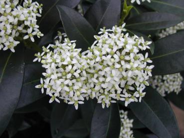 Frucht-Skimmie - Skimmia japonica