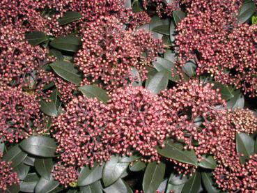 Blüten-Skimmie - Skimmia japonica Rubella